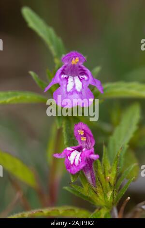 Galeopsis ladanum ssp. angustifolia flower Stock Photo