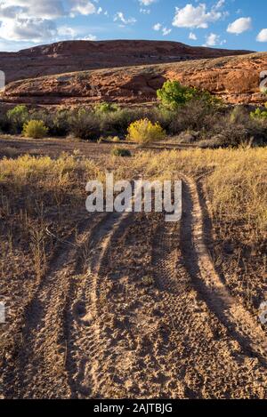 Tire track damage from driving off-road along the San Juan River in Southern Utah.