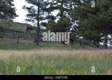 A herd of elk hidden up a hill and behind some trees in the late afternoon at Custer State Park, South Dakota. Stock Photo