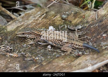 Common Wall Lizard (Podarcis muralis) with a partially regenerated tail Stock Photo