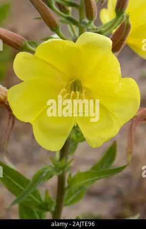 Large-flowered Evening-primrose (Oenothera glazioviana) flower Stock Photo