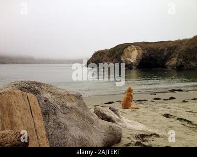Golden retriever dog watching ocean waves Stock Photo