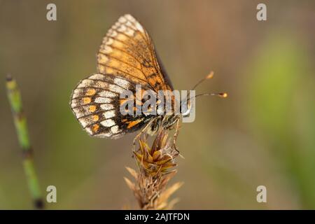 aberrant variant of Heath Fritillary (Melitaea athalia) with assymetric wing markings Stock Photo