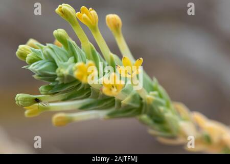 Sea Crosswort (Crucianella maritima) flower Stock Photo