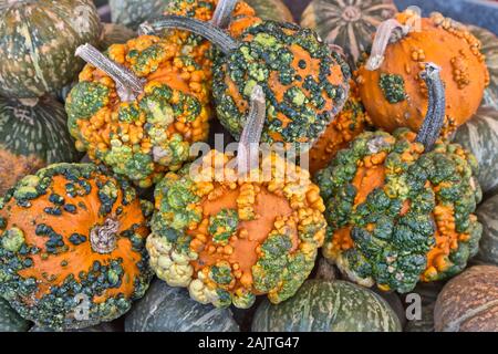 Warted Gourds 'Lunch Lady'  Cucurbita variety, harvest time, California. Stock Photo