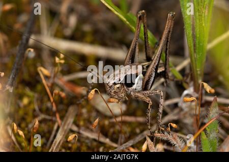 Roesel's bush-cricket (Metrioptera roeselii) Stock Photo