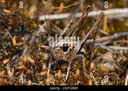 Roesel's bush-cricket (Metrioptera roeselii) Stock Photo