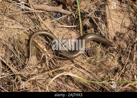 Iberian Three-toed Skink (Chalcides striatus) Stock Photo