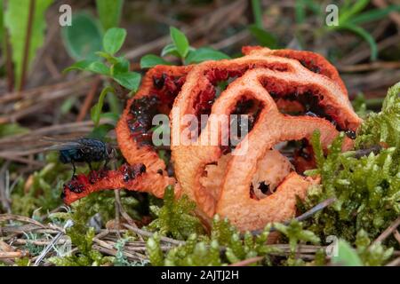 Lattice Fungus (Clathrus ruber) being visited by a Carrion Fly (Calliphoridae) Stock Photo