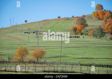 The flock of sheep or goats on the autumn steppe Stock Photo