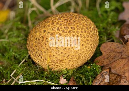 Common Earthball (Scleroderma citrinum) Stock Photo