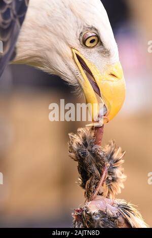 Philadelphia, PA, USA. 05th Jan, 2020. The Philadelphia Eagles mascot has a meal before the NFC wild card matchup between the Seattle Seahawks and the Philadelphia Eagles at Lincoln Financial Field in Philadelphia, PA. Credit: csm/Alamy Live News Stock Photo