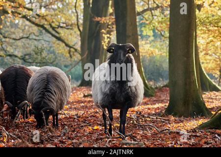 German horned heath sheep, also called Heidschnucke, in the autumn forest of Luneburg Heath, near Wilsede, Germany Stock Photo