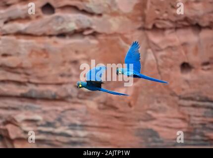 Lear's Macaws (Anodorhynchus leari), or Indigo Macaws, in their native habitat. Canudos Biological Station, Bahia, Brazil. Stock Photo