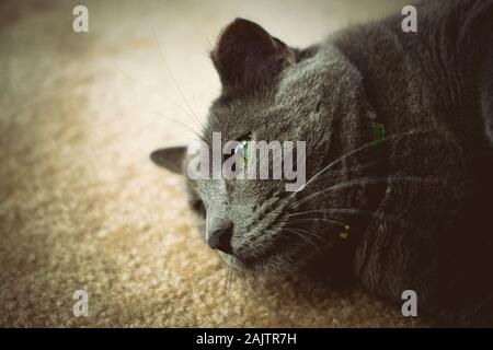 A cat in thought laying on the floor during a summer day. Stock Photo