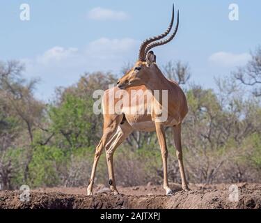 Male Impala glancing back over his Shoulder Stock Photo