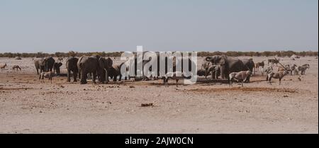 Elephant Herd at a Waterhole Panorama in Etosha National Park in Nostalgic Warm Colors Stock Photo