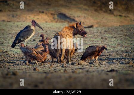 Spotted Hyena - Crocuta crocuta several hyenas and vultures feeding on the dead elephant in the mud, Mana Pools in Zimbabwe. Very dry ground early in Stock Photo
