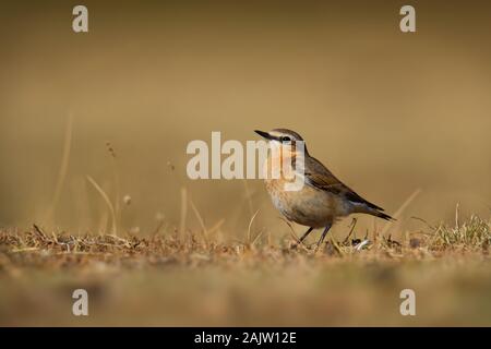 Seebohms wheatear - Oenanthe oenanthe seebohmi during its chicks feeding. Sitting on the semi-desert grass, small passerine bird living in the north A Stock Photo