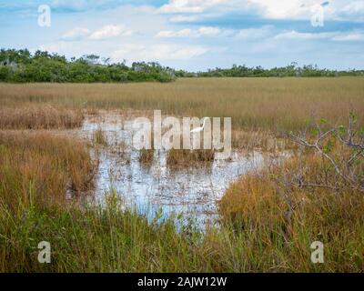 Grasses, trees, and a hunting egret in Everglades National Park, Miami, Florida, USA Stock Photo