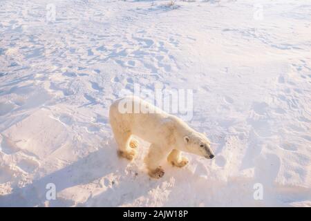 High angle view of an adult male polar bear (Ursus maritimus) standing on a snow covered tundra, surrounded by his footprints, in northern Canada. Stock Photo