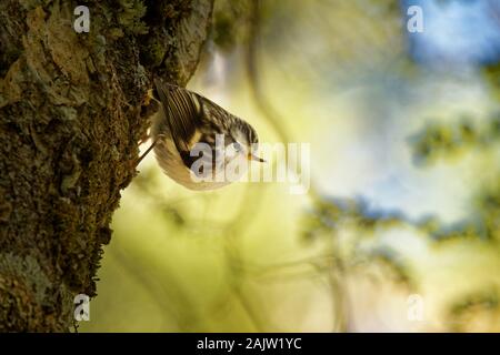 Acanthisitta chloris - Rifleman - titipounamu - endemic bird from New Zealand, small insectivorous passerine bird that is endemic to New Zealand, belo Stock Photo