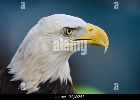 Philadelphia, PA, USA. 05th Jan, 2020. The Philadelphia Eagles mascot watches the festivities before the NFC wild card matchup between the Seattle Seahawks and the Philadelphia Eagles at Lincoln Financial Field in Philadelphia, PA. Credit: csm/Alamy Live News Stock Photo