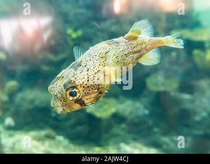 freckled porcupine fish with a colorful background, tropical colorful fish from the ocean Stock Photo