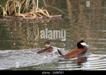 Ruddy duck pair (Oxyura jamaicensis) courtship display at Frank Lake Conservation Area, a North American Waterfowl Management Plan project Stock Photo