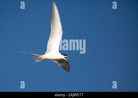 Common tern (Sterna hirundo) hovering in clear blue sky on the Canadian prairies Stock Photo