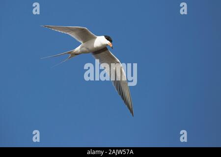 Common tern (Sterna hirundo) hovering in clear blue sky, Alberta, Canada Stock Photo