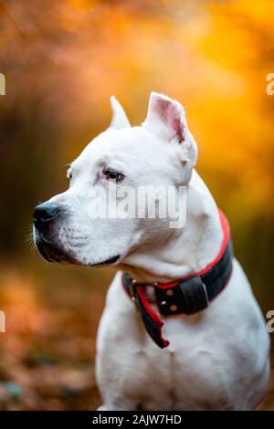 Portrait of white American pitbull terrier in outdoors in autumn forest Stock Photo