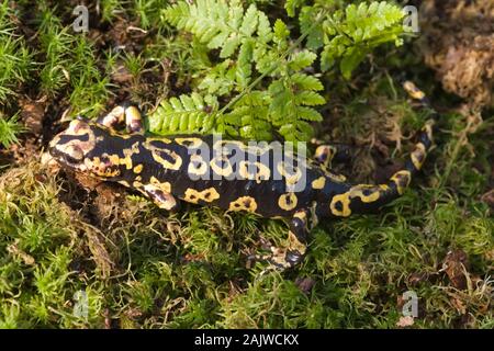 PORTUGESE FIRE SALAMANDER (Salamandra s. gallaica). Distinctive pattern of a series of black spots inside larger yellow ones.Tendency to areas of red. Stock Photo