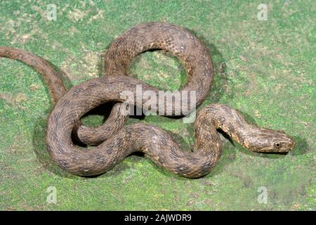VIPERINE SNAKE (Natrix maura). Dark colour form. North Spain. Difficulty in gaining purchase a on smooth surface to enable purposeful  progression. Stock Photo