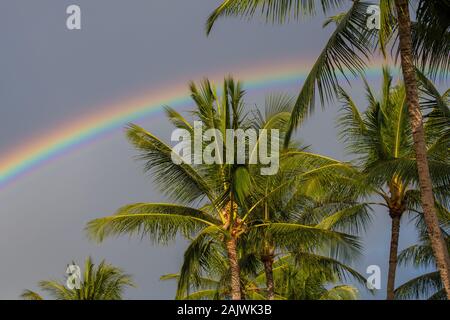 Palm trees set against a dark sky background with rainbow Kauai, Hawaii, USA Stock Photo