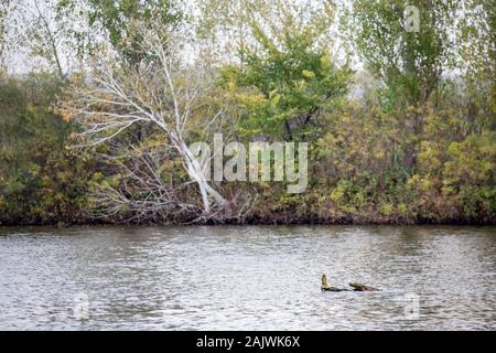 Dry river water tree branche in lake, calm water, late autumn, selective focus. Fairy-tail shapes. Photograph taken at Zlato Pole village near Maritsa river valley, Bulgaria, cloudy day Stock Photo