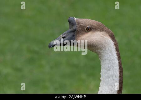 Close up profile portrait of the head and part of the neck of a swan goose, Anser cygnoides Stock Photo