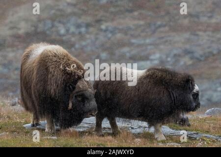 Musk oxes (Ovibos moschatus) in autumn landscape, Fjall, male, Dovrefjell-Sunndalsfjella National Park, Norway Stock Photo