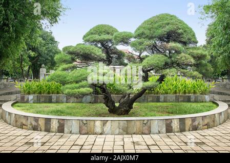 Bonsai tree on the park with a blue sky background Stock Photo