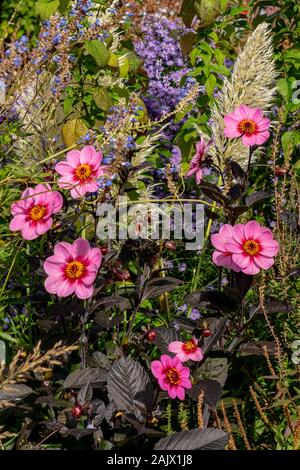 Dahlia Roxy Light with its dark foliage seen growing in a mixed flower border in autumn Stock Photo