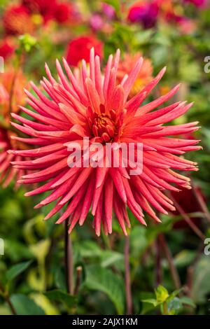 Minature semi-cactus Dahlia Josudi Hercules in garden border in soft autumn light Stock Photo