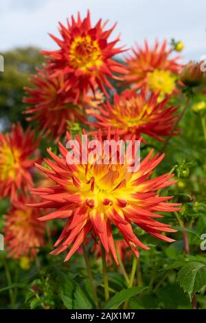 Multiple Dahlia Kenora Sunset flowers in garden in soft autumn light Stock Photo