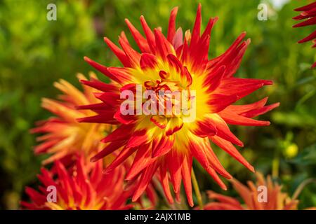 Dahlia Kenora Sunset showing her fiery colours in the autumn sunshine, this medium semi cactus with bicoloured flowers is a statement flower Stock Photo