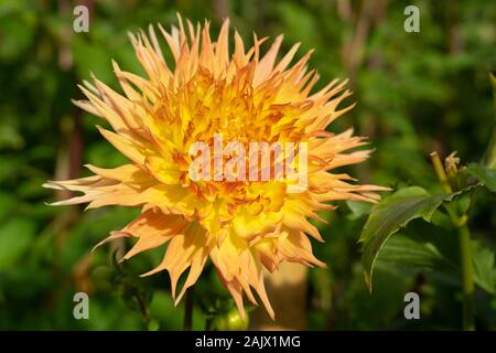 Close up of the semi-cactus Dahlia Terrie Bandey in a garden setting in autumn sunshine Stock Photo