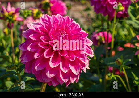 Deep pink decorative Dahlia Bargaly Blush flowering in flower border in summer sunshine Stock Photo