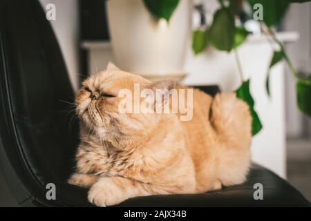 Unpleased exotic persian cat sitting on black leather chair. Dont talk to me face expression Stock Photo