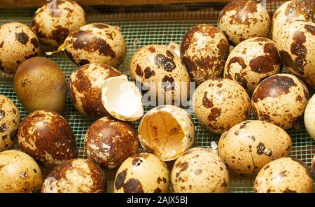 quail eggs in an incubator Stock Photo