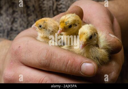 Day-old Chicks of quail in the hands of a farmer Stock Photo