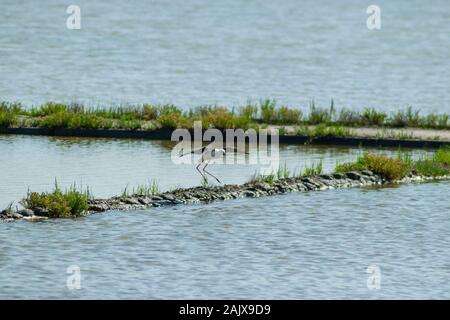 Black-winged Stilt ( Himantopus himantopus ) Aveiro District Portugal Stock Photo