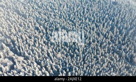 Aerial view of white spruce trees covered in fresh snow on sunny winter day in mountain, Liberec, Czech Republic Stock Photo